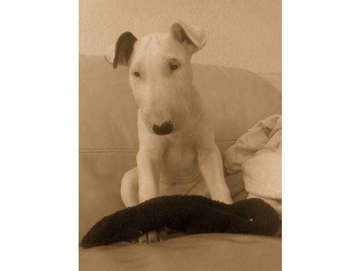 {{currentPhoto.altText}} billede {{currentPhoto.number}}