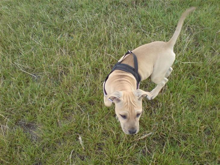 {{currentPhoto.altText}} billede {{currentPhoto.number}}