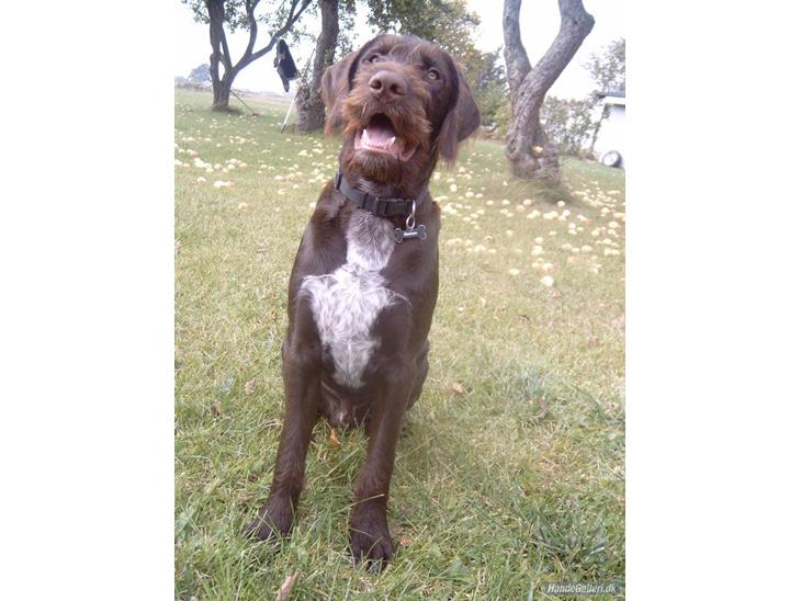 {{currentPhoto.altText}} billede {{currentPhoto.number}}