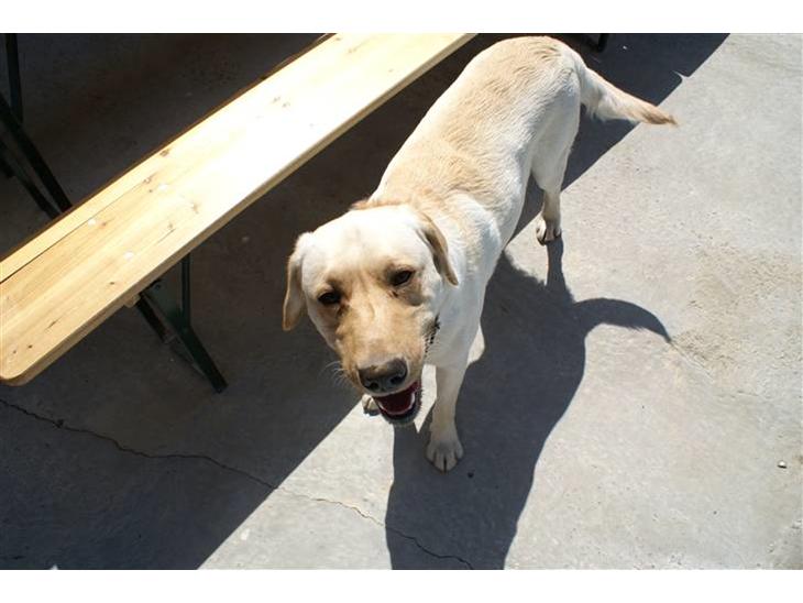 Labrador retriever Spike - 1# billede 1