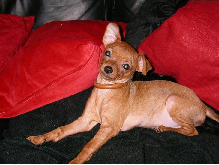 Chihuahua max billede 1