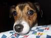 Jack russell terrier Migo<33
