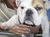 Engelsk bulldog Link [ Himmelhund]