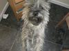 Cairn terrier Maddie