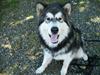 Alaskan malamute Devil