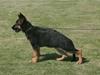 Schæferhund Team Rapi Excess [ Himmelhund]