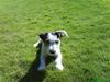 Jack russell terrier freja<3