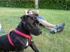 Amerikansk staffordshire terrier akira 