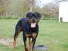 Rottweiler Angel