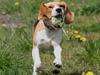 Beagle **Zila** [ Himmelhund]