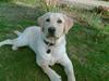 Labrador retriever Taco*R.I.P.* [ Himmelhund]