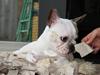 Fransk bulldog Carla
