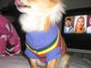 Chihuahua Chiquita <3
