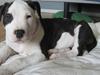 Amerikansk staffordshire terrier Cæser R.I.P [ Himmelhund]