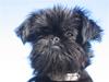 Griffon belge Ramona