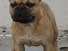 Fransk bulldog **Bosco**