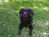 Labrador retriever daesy