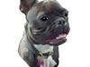 Fransk bulldog Bella
