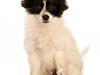 Papillon Buffy