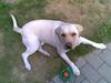 Labrador retriever Grøffe