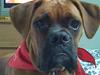 Boxer Nemo