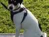 Dansk svensk gaardhund : Buster