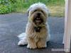 Lhasa apso Henrik