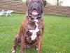 Boxer Exxon  R.I.P.