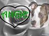 Amerikansk staffordshire terrier Angie RIP. [ Himmelhund]