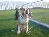 Amerikansk staffordshire terrier ferdinand