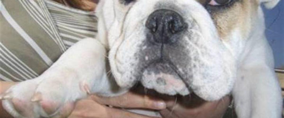 Engelsk bulldog Link - 2008 - en rigtig buller, rolig og go...