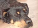 Blanding af racer Basse (bamse)R.I.P