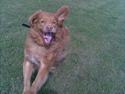 Nova scotia duck tolling retriever Silas Sakæus