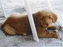 Nova scotia duck tolling retriever *R.I.P* 8/1 2009 Balto