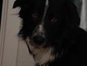 Border collie Harry