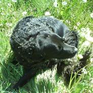 Blanding af racer »Hector«