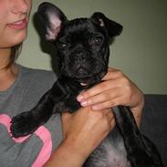 Fransk bulldog Achillieus