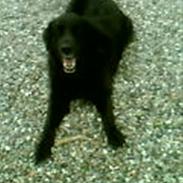 Blanding af racer »Hector«