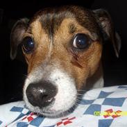 Jack russell terrier Migo<33