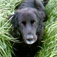 Blanding af racer »Hector«