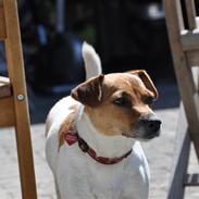 Dansk svensk gaardhund >Smilla<