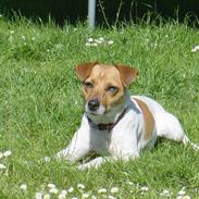 Dansk svensk gaardhund >Smilla<