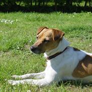 Dansk svensk gaardhund >Smilla<