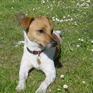 Dansk svensk gaardhund >Smilla<