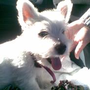 West highland white terrier Chivas