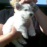 West highland white terrier Chivas