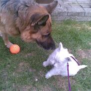 West highland white terrier Chivas