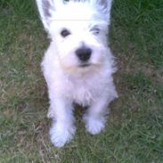 West highland white terrier Chivas