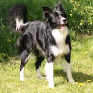 Border collie Murphy