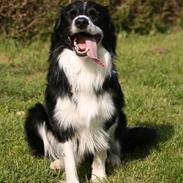 Border collie Murphy